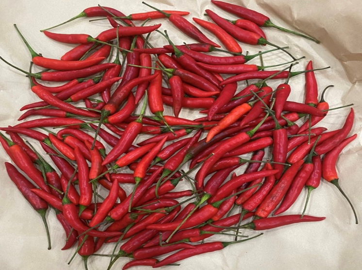 Mẫu Ớt được xử lý bằng ClO2